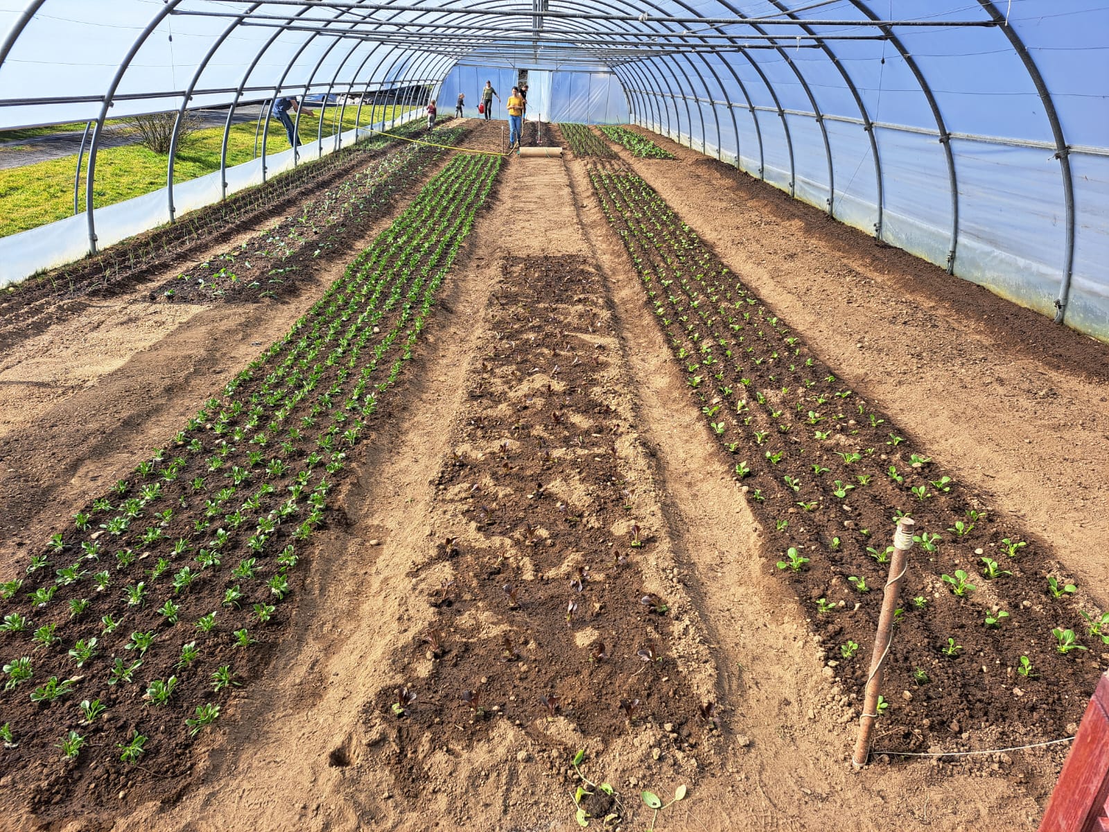 Gewächshaus Grosswangen