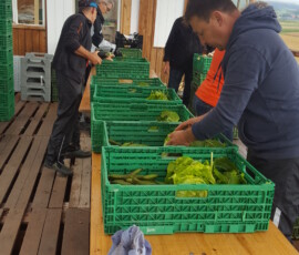 2021, abpacken in rüezligen (2)