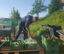 2022, gemüse waschen