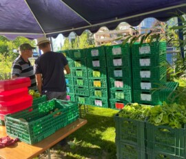 abpacken im ersten sommer (4)