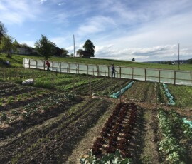 bau des 1. tomatenhauses